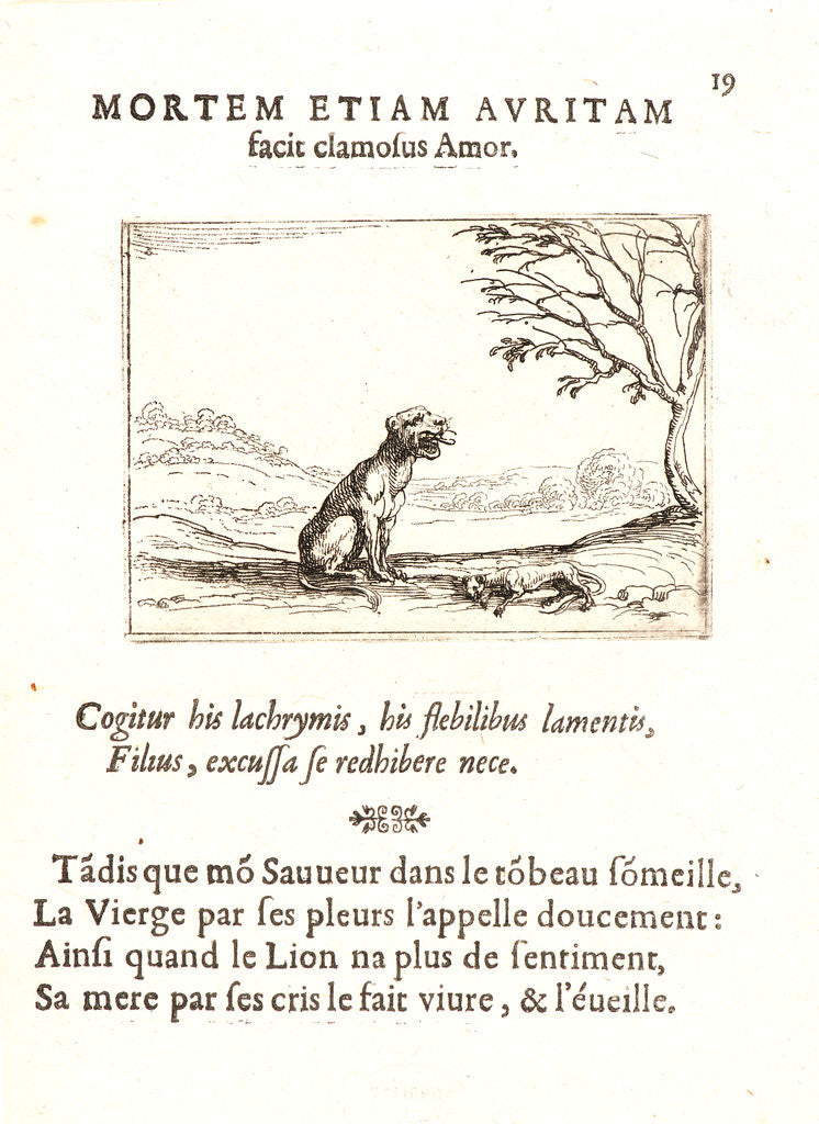 Detail of La Lionne Appelant son Lionceau, 17th century by Jacques Callot