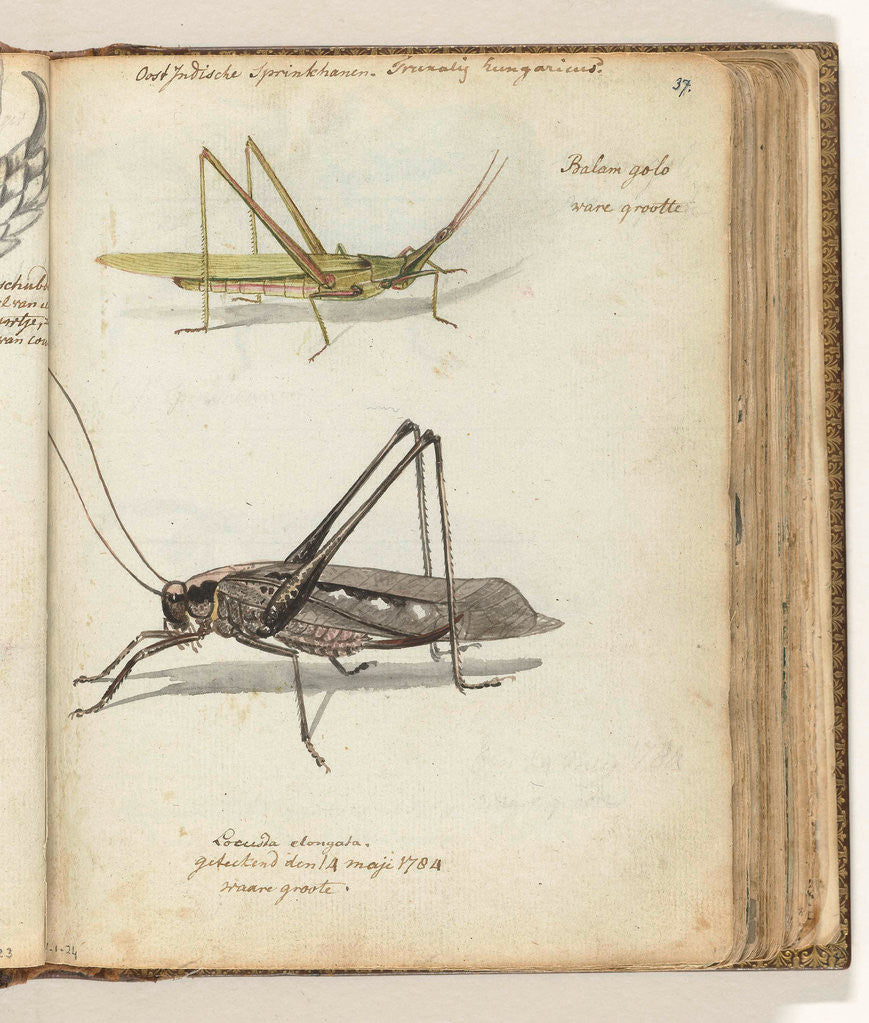 Detail of Insects by Jan Brandes