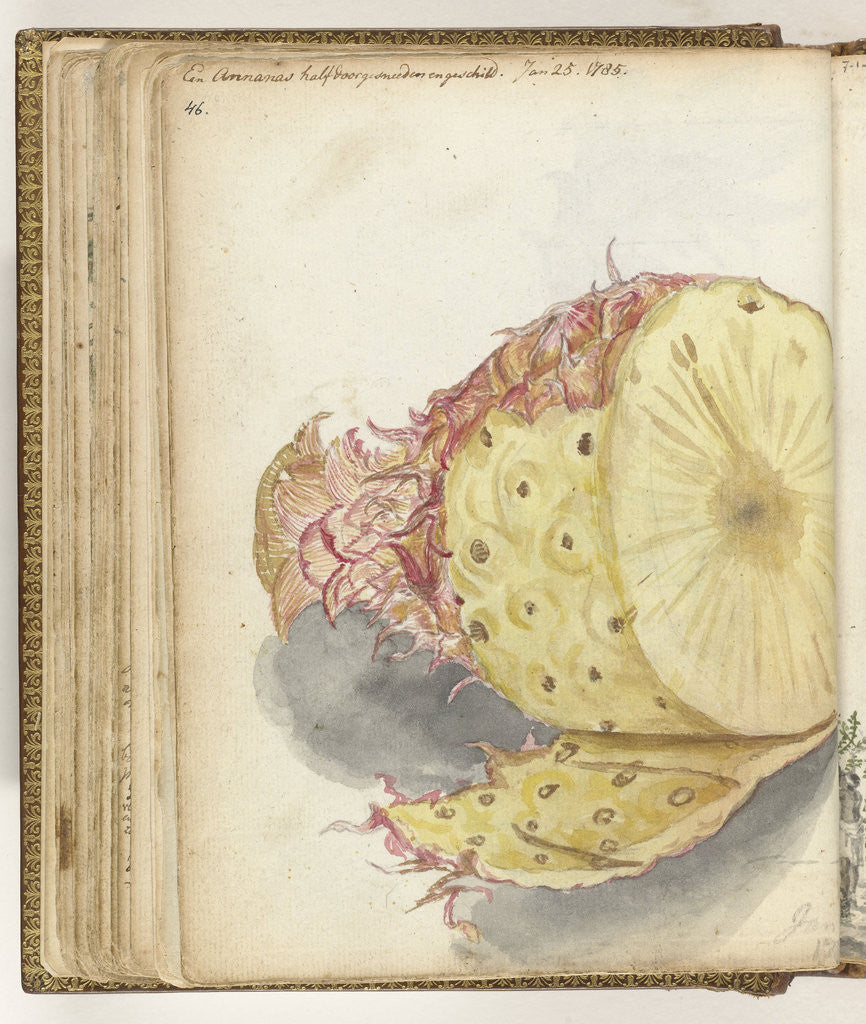 Detail of Pineapple by Jan Brandes