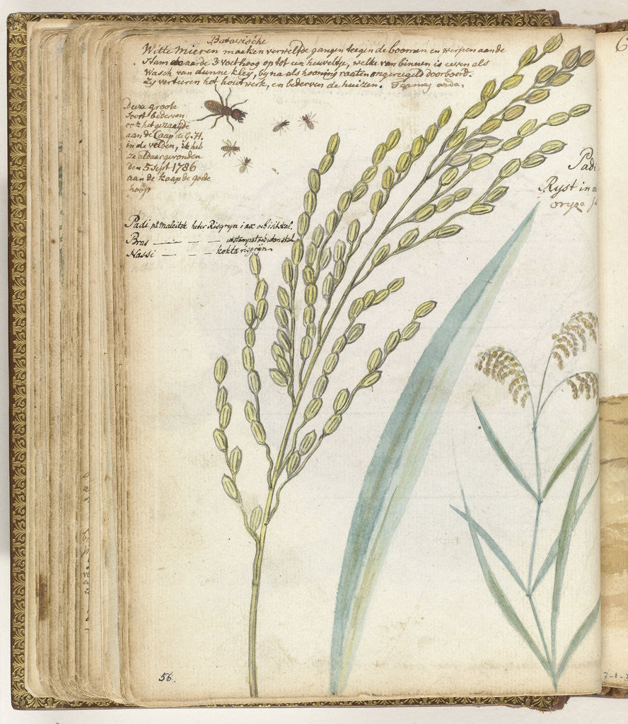 Detail of Ants and rice by Jan Brandes