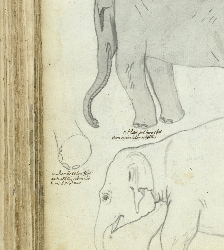 Detail of Young elephant by Jan Brandes