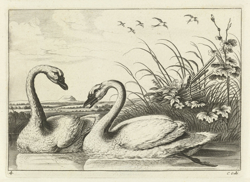 Detail of Two swans by Francis Barlow