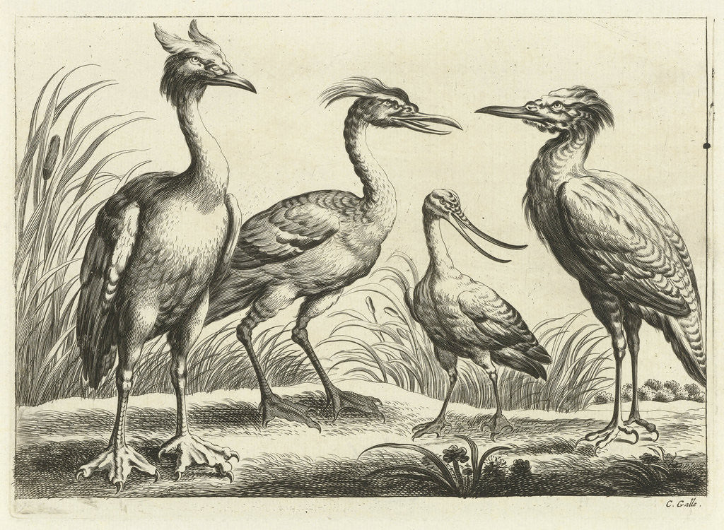 Detail of Four waders by Francis Barlow