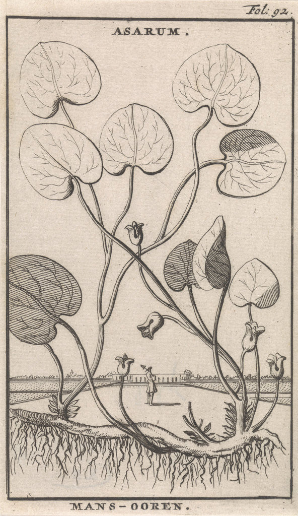 Detail of Mansoor, Caspar Luyken by Jan Claesz ten Hoorn