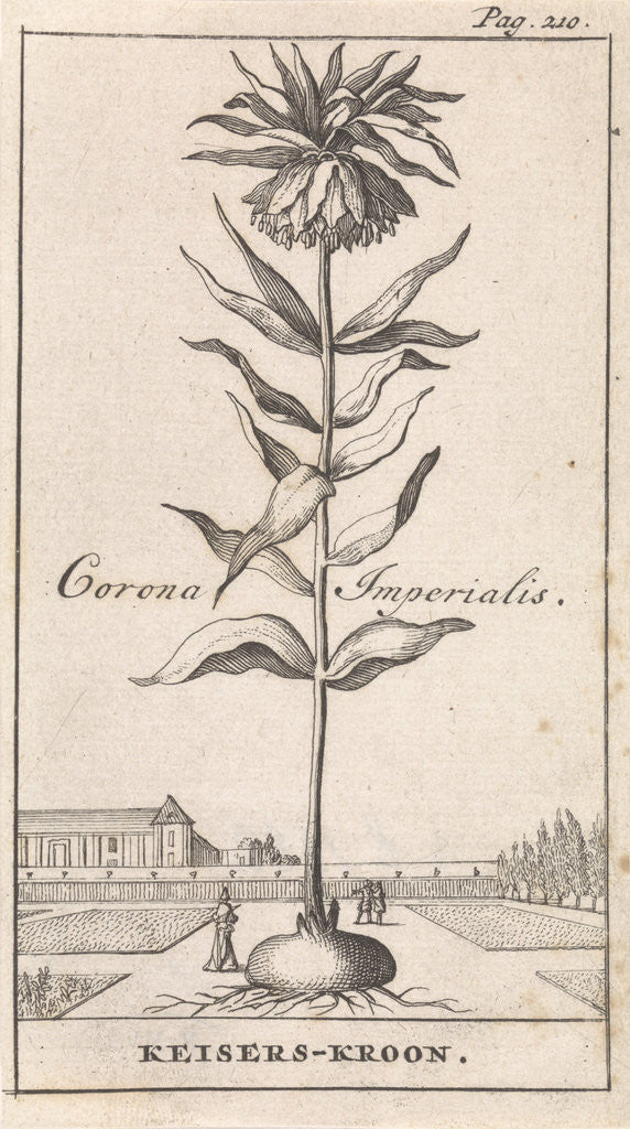 Detail of Imperial Crown, Caspar Luyken by Jan Claesz ten Hoorn