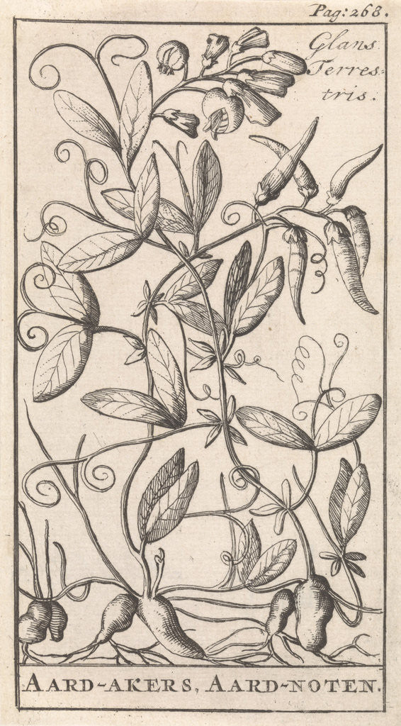 Detail of Tuberous Pea, Caspar Luyken by Jan Claesz ten Hoorn