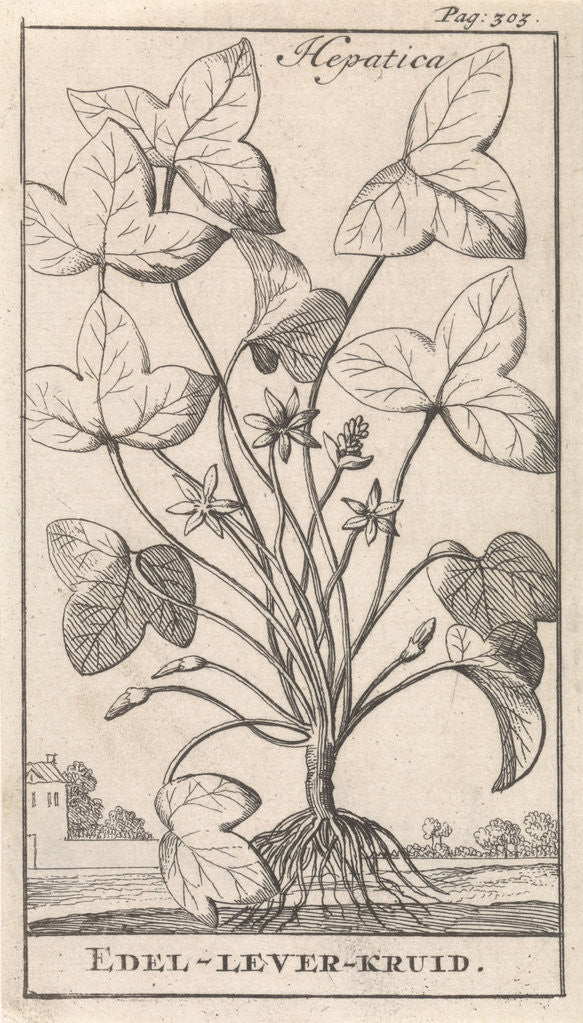 Detail of Liver Herb, Caspar Luyken by Jan Claesz ten Hoorn