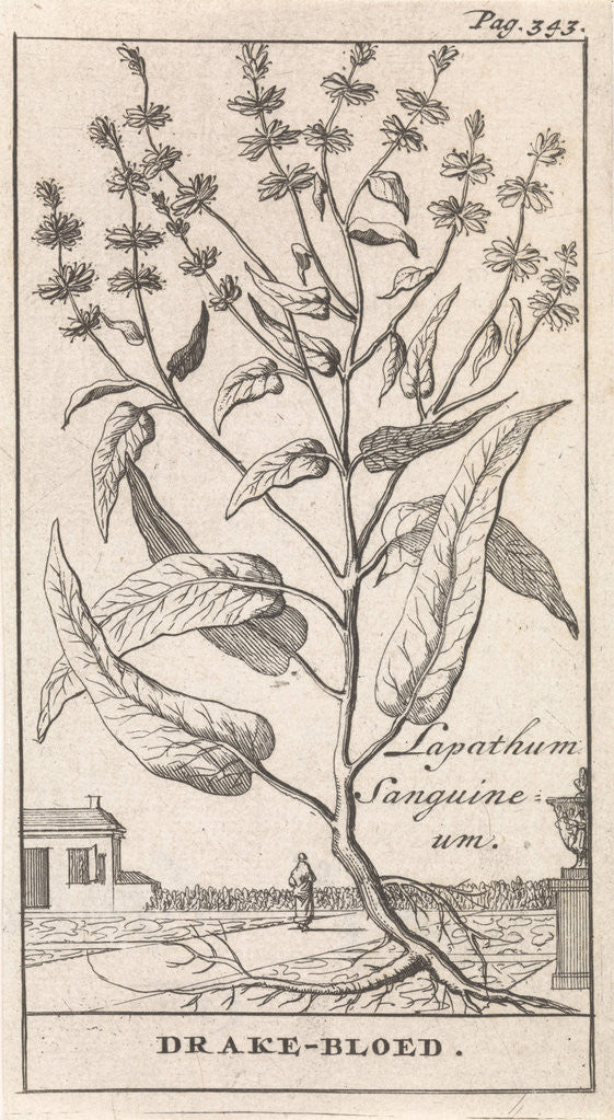 Detail of Dragon's blood, Caspar Luyken by Jan Claesz ten Hoorn