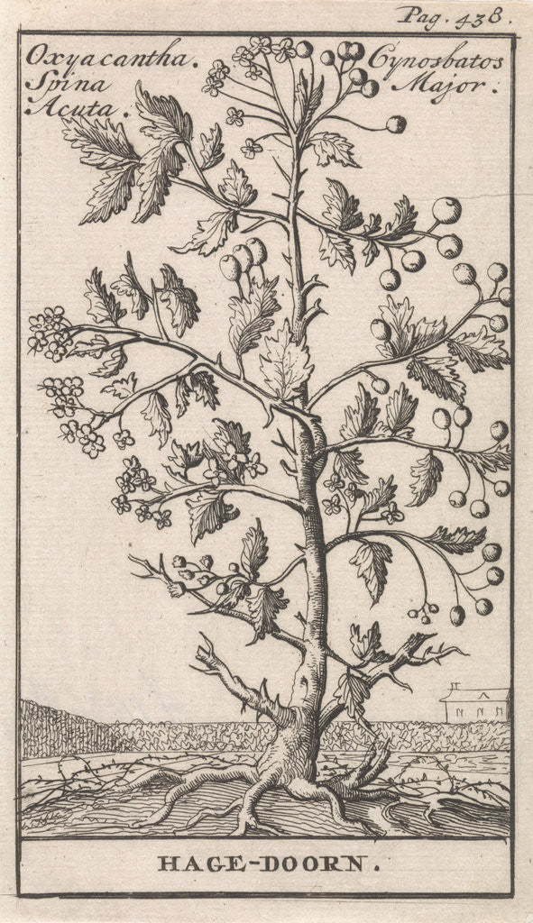 Detail of Hawthorn, Caspar Luyken by Jan Claesz ten Hoorn