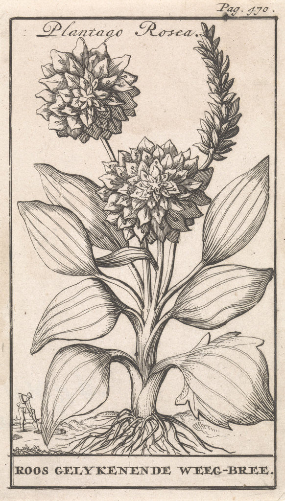 Detail of Plantain, Caspar Luyken by Jan Claesz ten Hoorn