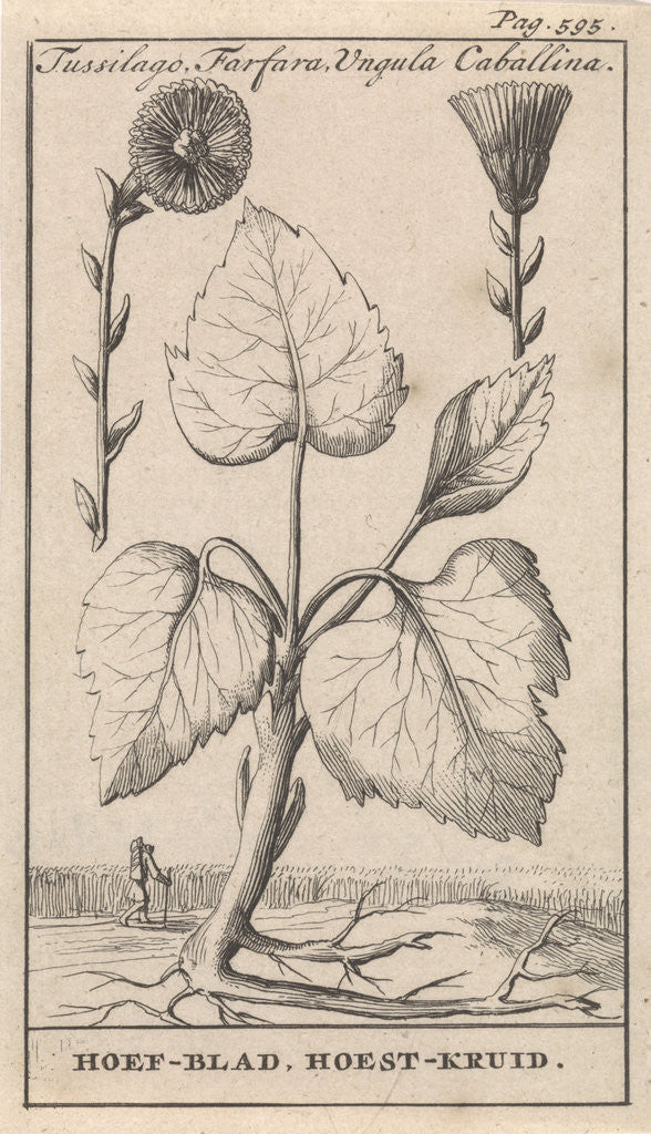 Detail of Coltsfoot with cough herb, Caspar Luyken by Jan Claesz ten Hoorn