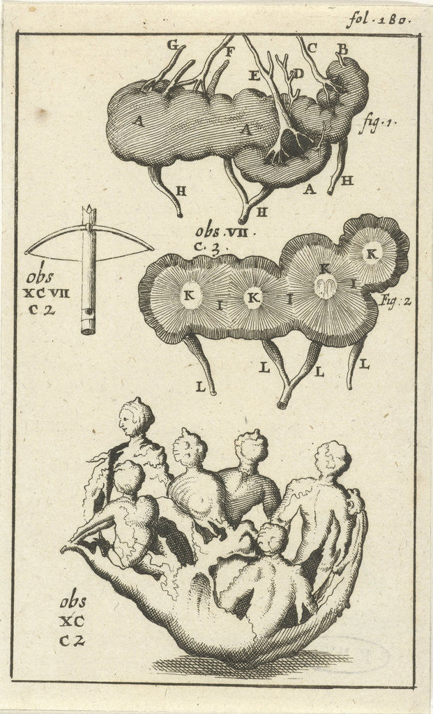 Detail of Anatomic image VII by Jan Claesz ten Hoorn