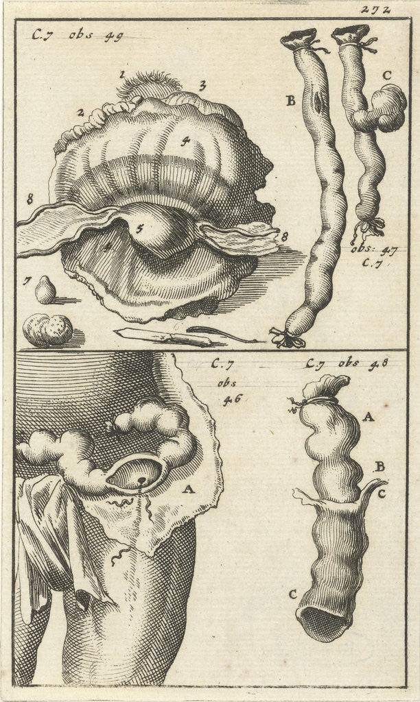 Detail of anatomic image XIX by Jan Claesz ten Hoorn