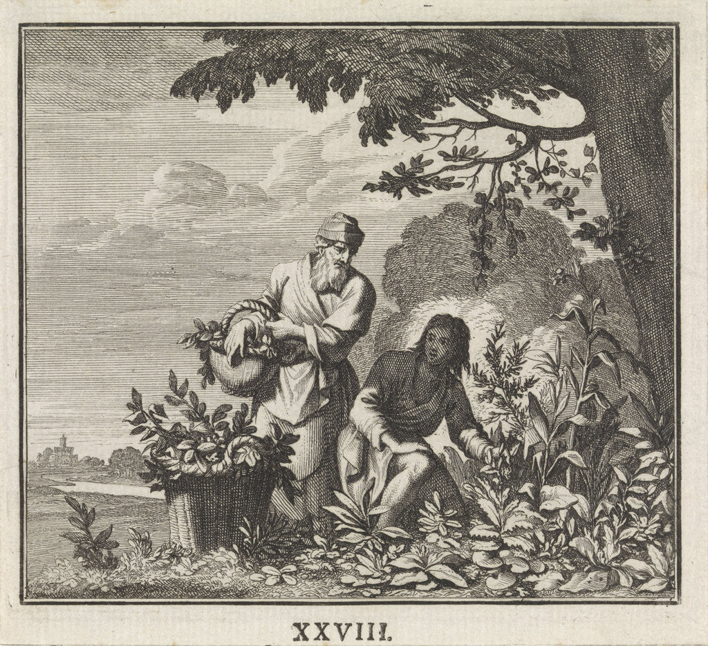 Detail of Emblem herbs by Christoph Weigel