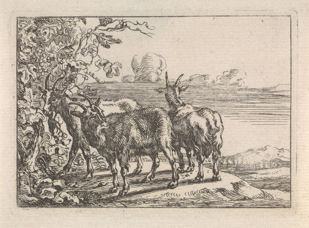 Detail of Goats at a vine by G. Quineau