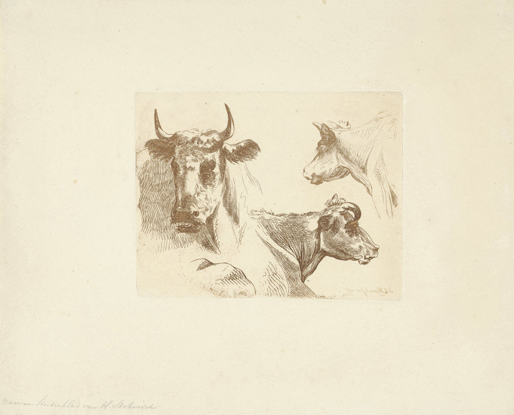 Detail of Three cow heads by Hendrik Stokvisch