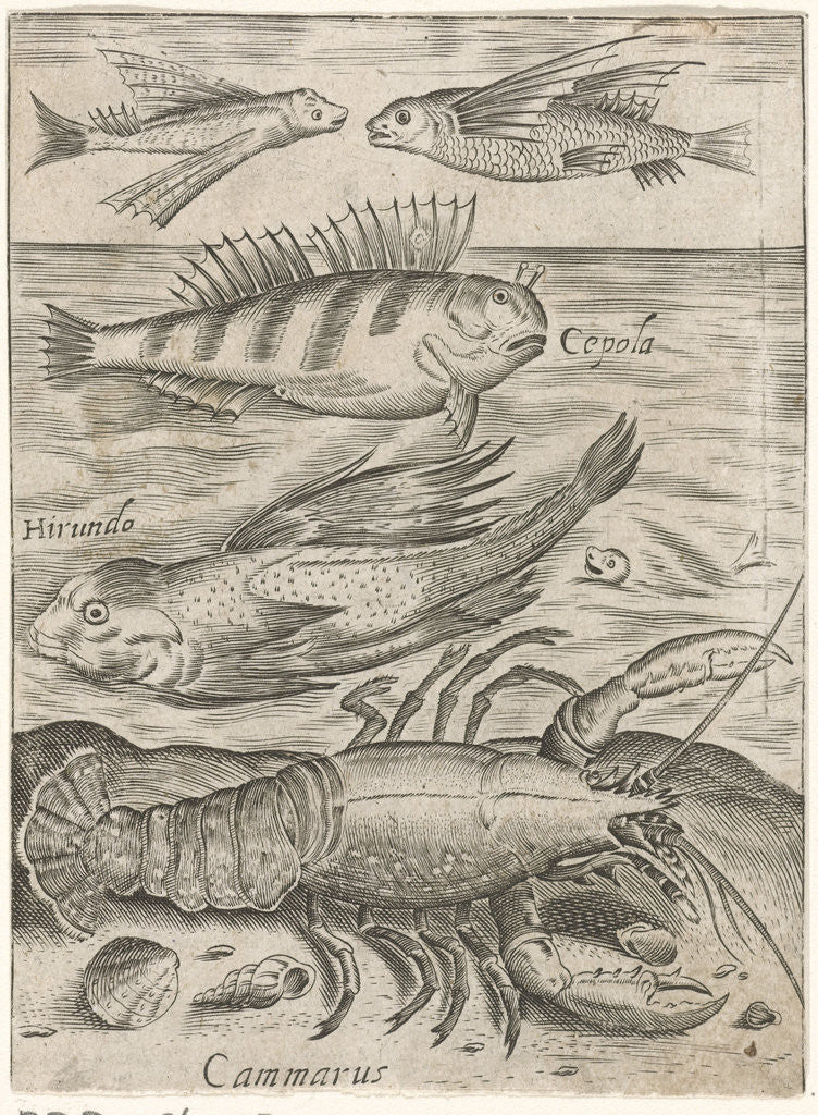 Detail of Study Sheet with four fish and a lobster by Monogrammist