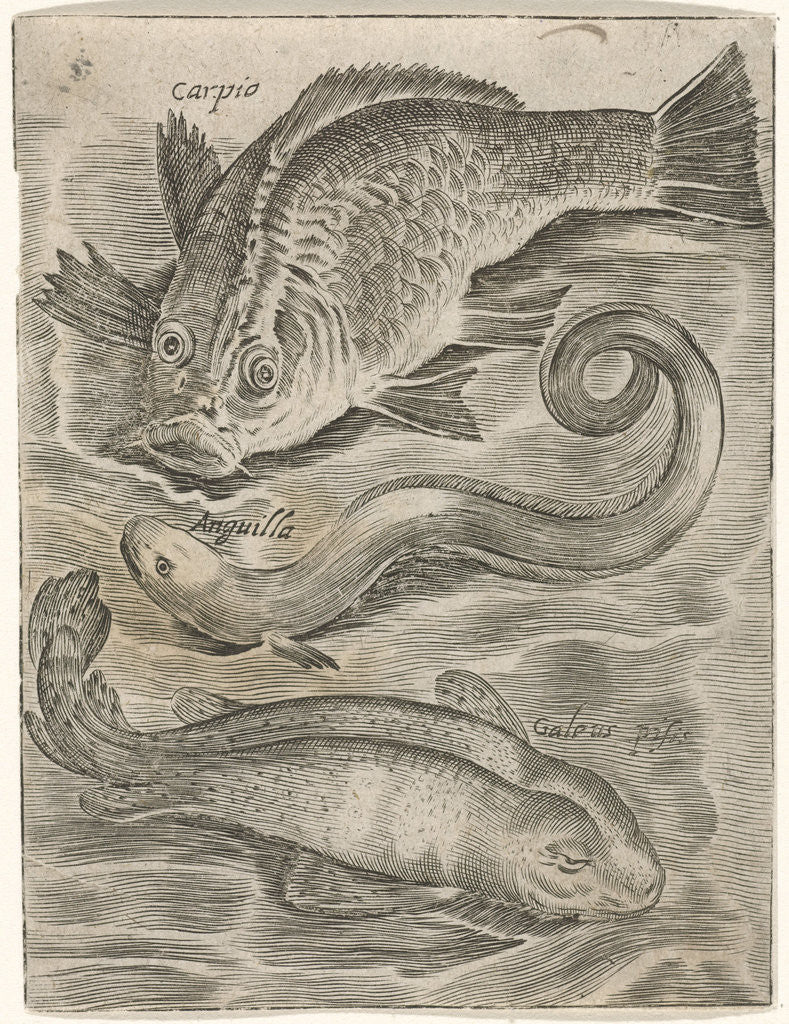 Detail of Study Sheet with three fish by Adriaen Collaert