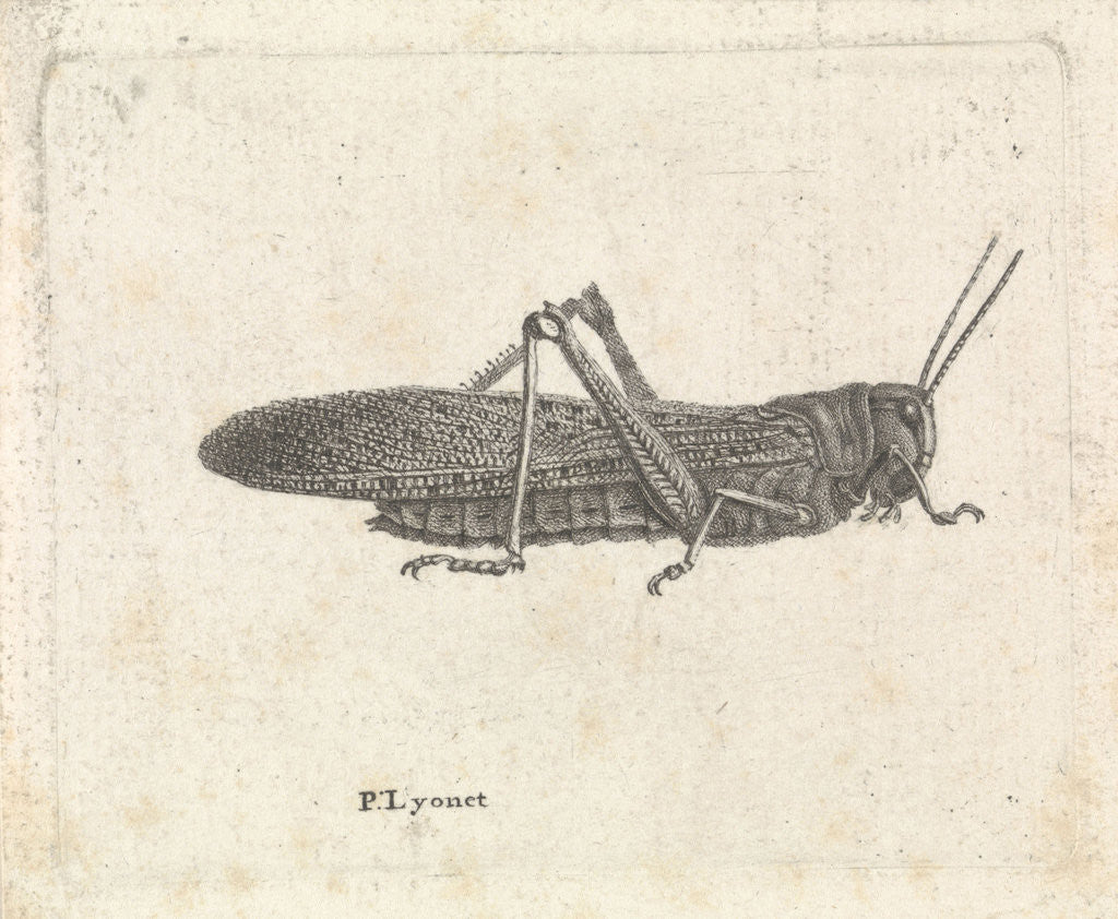 Detail of Grasshopper by Pieter Lyonet