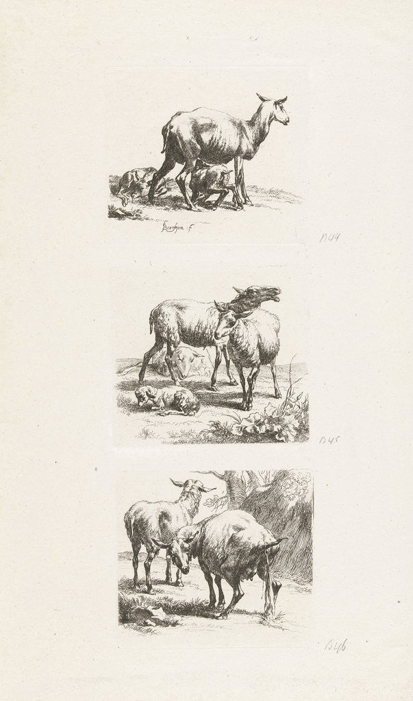 Detail of Standing sheep and pissing ewe by Anonymous