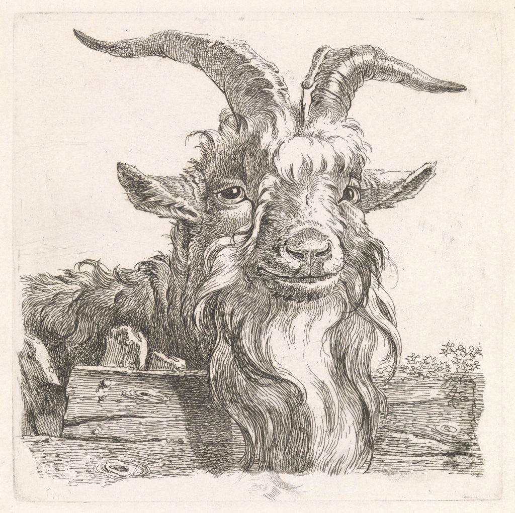 Detail of Head of a goat by Barend Hendrik Thier