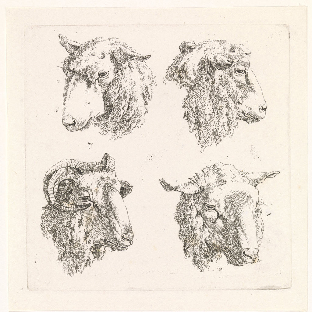 Detail of Four sheep heads by Barend Hendrik Thier