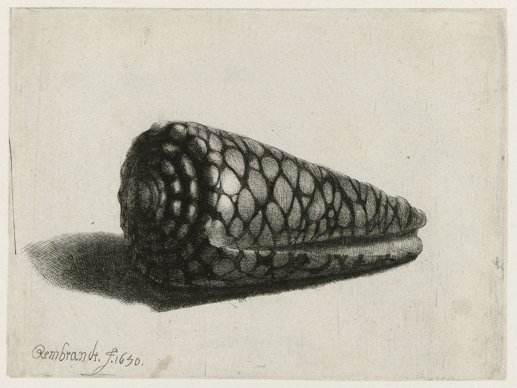 Detail of The Shell (Conus marmoreus) by Rembrandt Harmensz. van Rijn