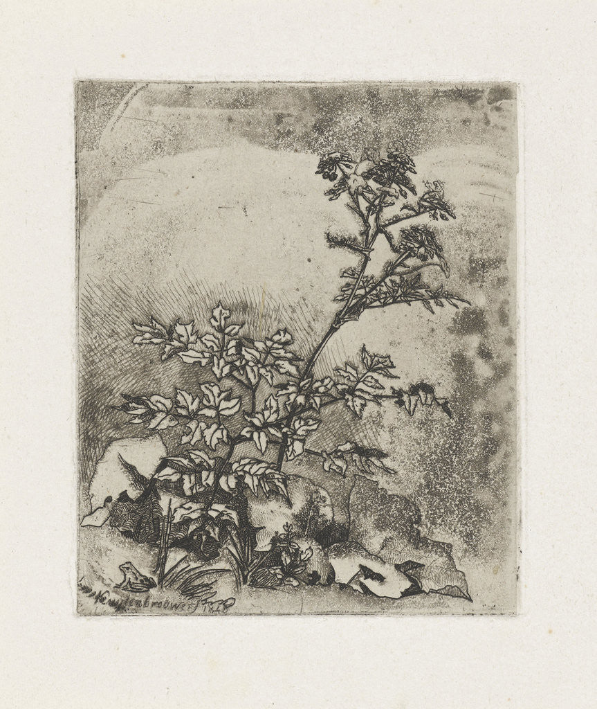 Detail of Two plants and a frog by Martinus Antonius Kuytenbrouwer Jr