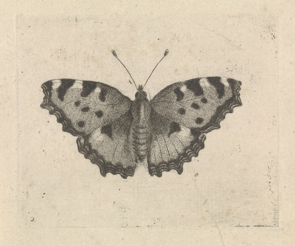 Detail of Butterfly by Pieter Lyonet