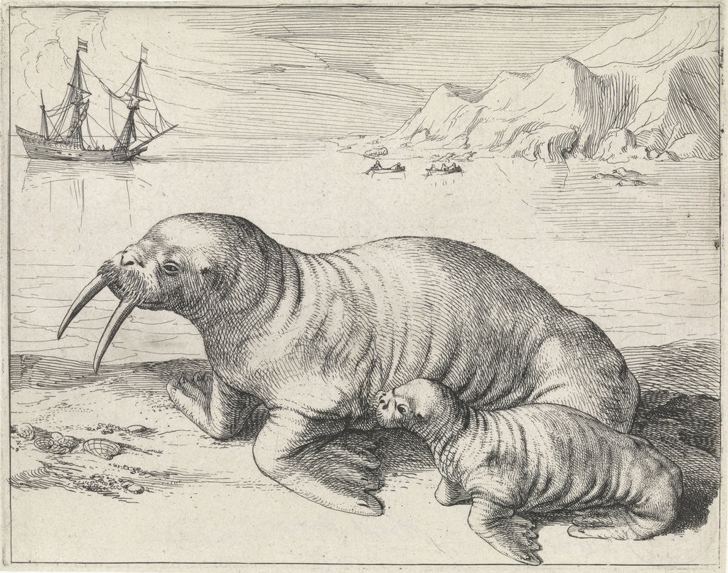 Detail of Walrus in Spitsbergen Svalbard Norway by Hessel Gerritsz