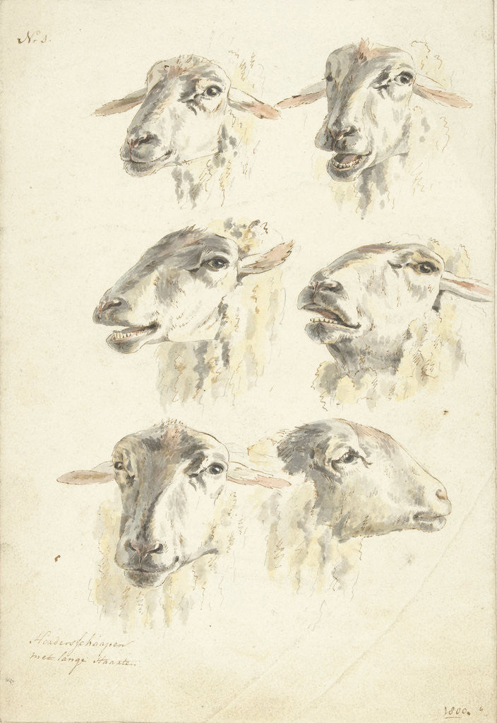 Detail of Study Sheet with six sheep heads by Franciscus Andreas Milatz