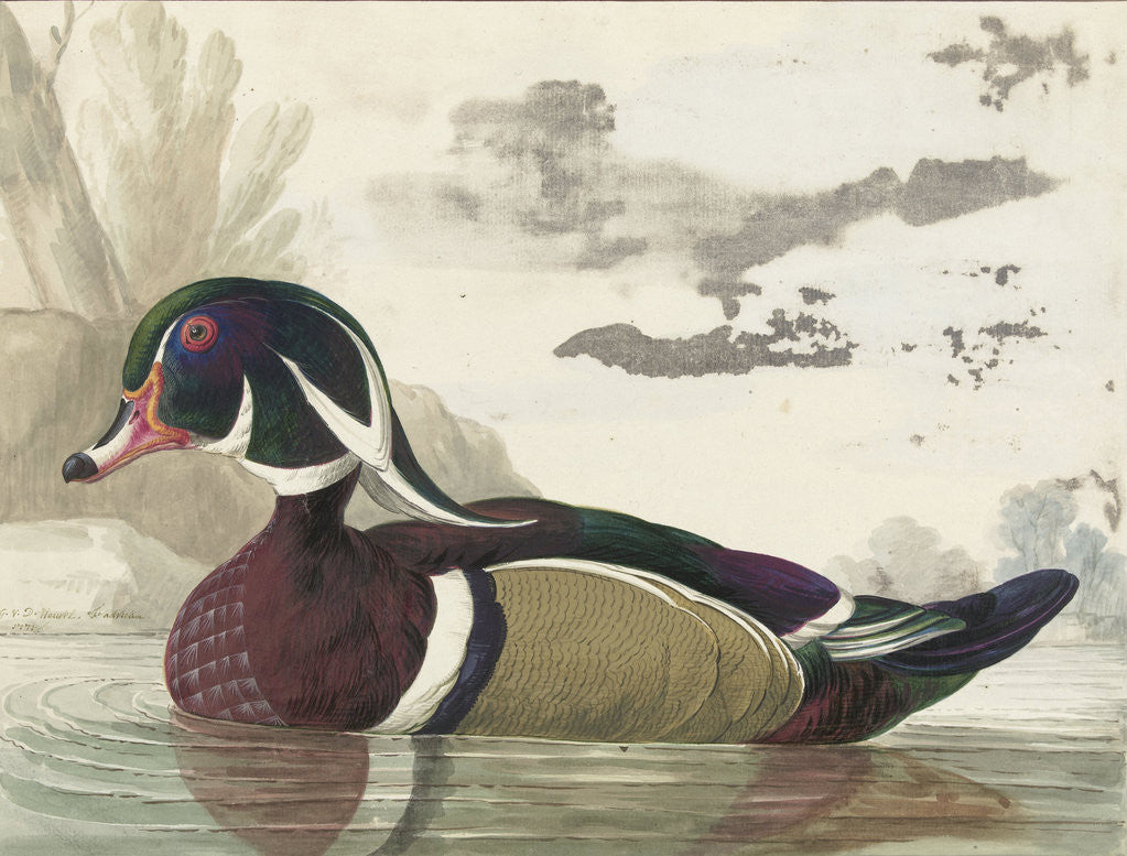 Detail of Carolina duck by Gerrit van den Heuvel