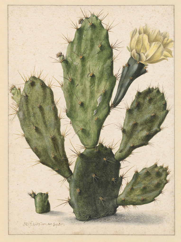 Detail of Pear Cactus in Bloom by Herman Saftleven