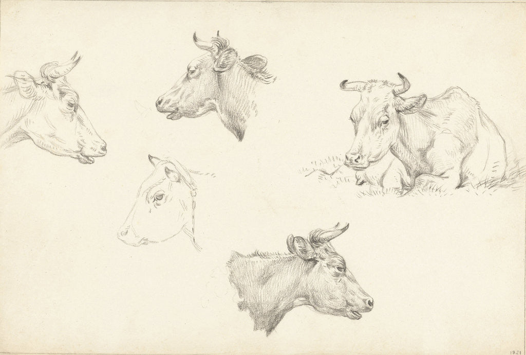 Detail of Four studies of the head of a cow by Jean Bernard