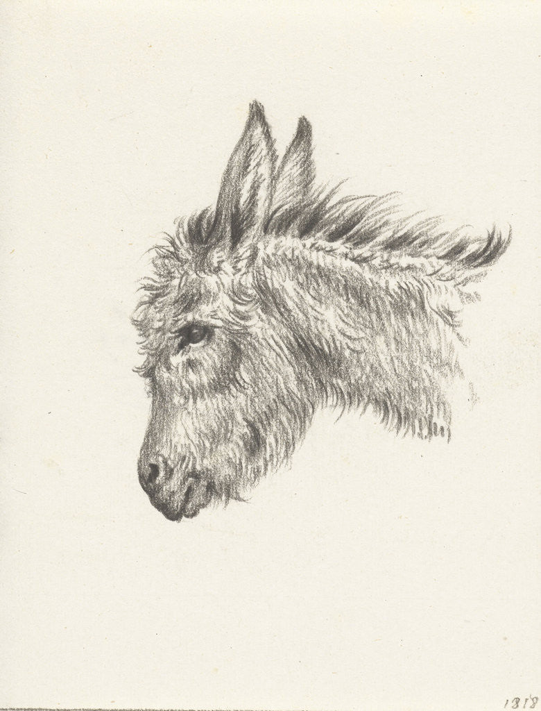 Detail of Head of a donkey by Jean Bernard