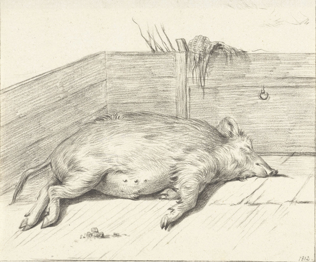 Detail of Pig lying by Jean Bernard