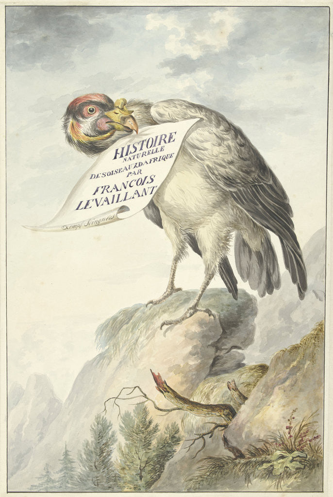 Detail of Vulture in its beak a sheet of paper by Circle of François Levaillant
