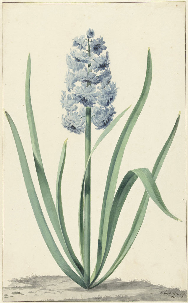 Detail of The blue hyacinth Franciscus Primus by Jan Augustini
