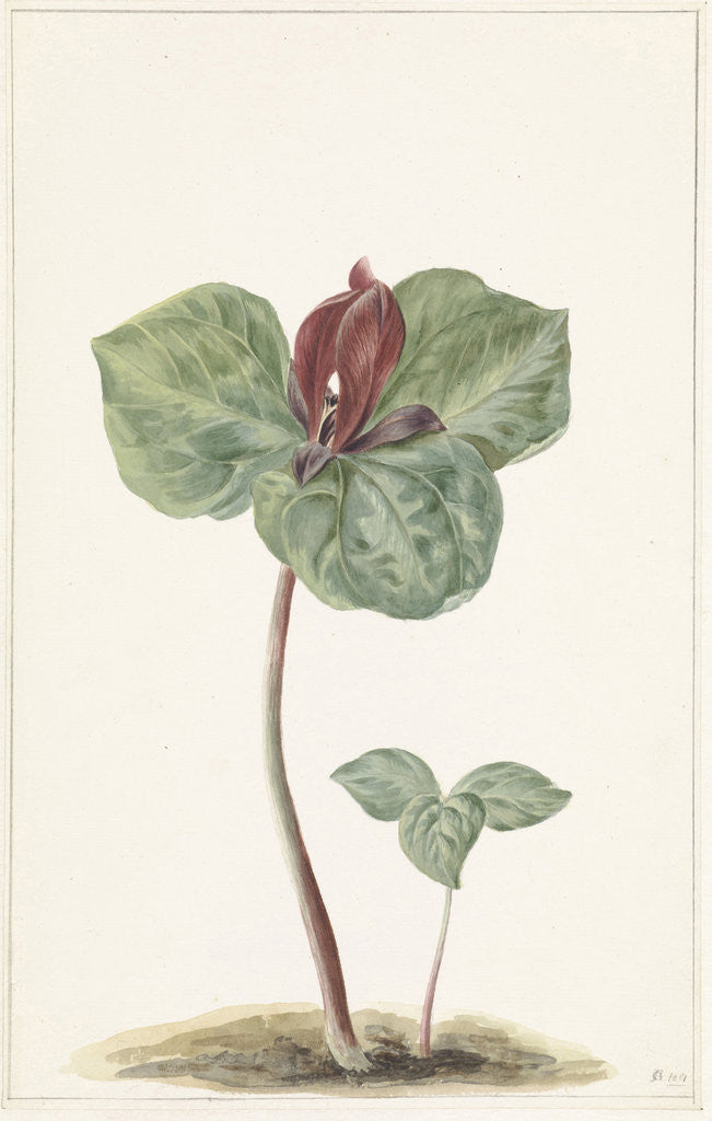 Detail of Cyclamen by Anonymous