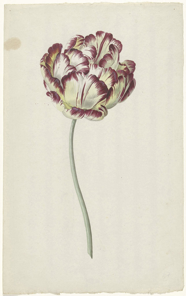 Detail of Tulip by Louis Moritz