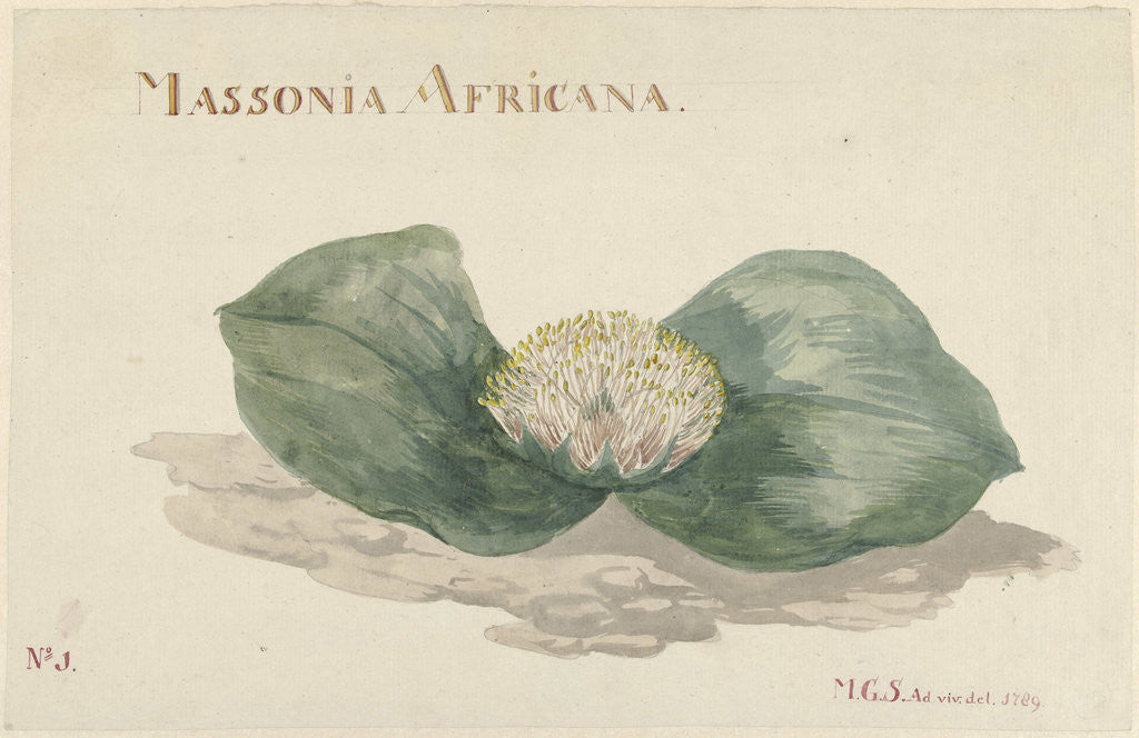 Detail of Flower Massonia Africana by Maria Geertruyd Barbiers-Snabilie