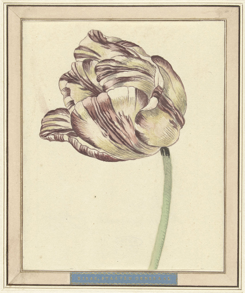 Detail of Tulip by Daniël Marot II