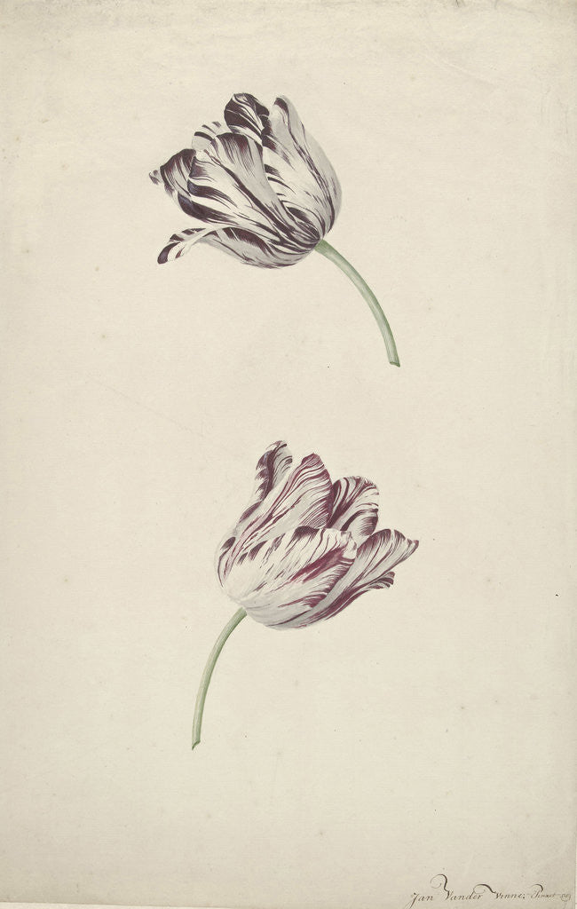 Detail of Two Red-and-white Tulips by Jan Jansz. van der Vinne