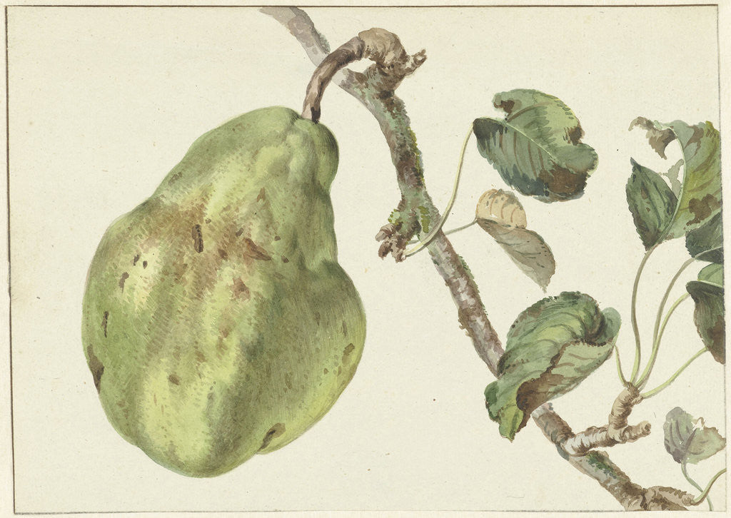 Detail of Pear on a branch by Pieter Gevers