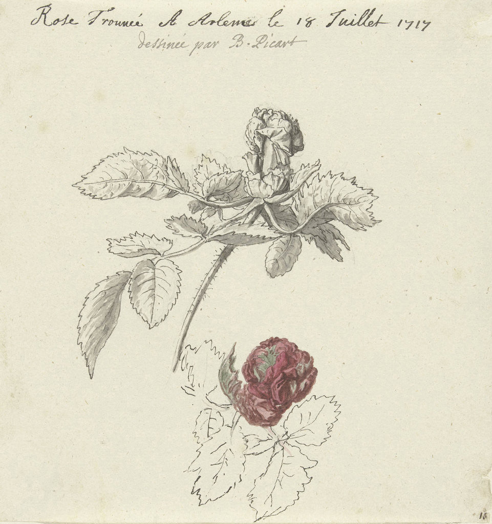 Detail of Study Sheet with a rose by Bernard Picart