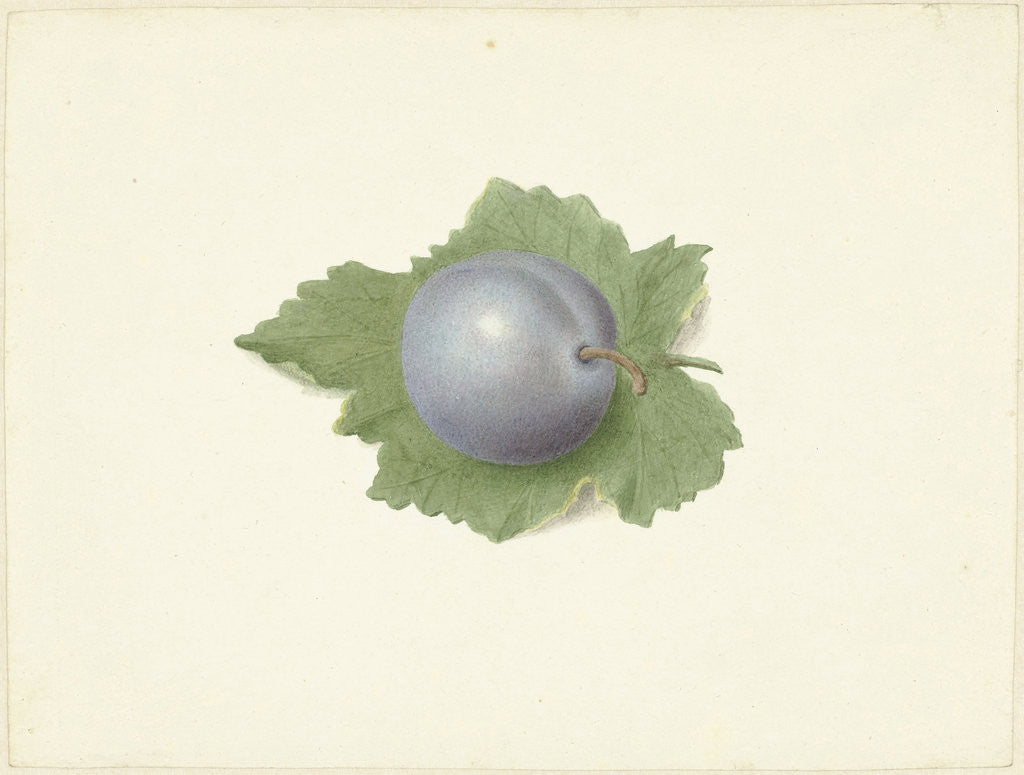 Detail of Plum on a leaf by Elisabeth Geertruida van de Kasteele