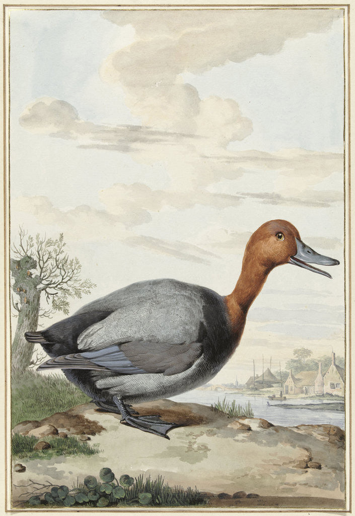 Detail of Pochard duck by Jabes Heenck