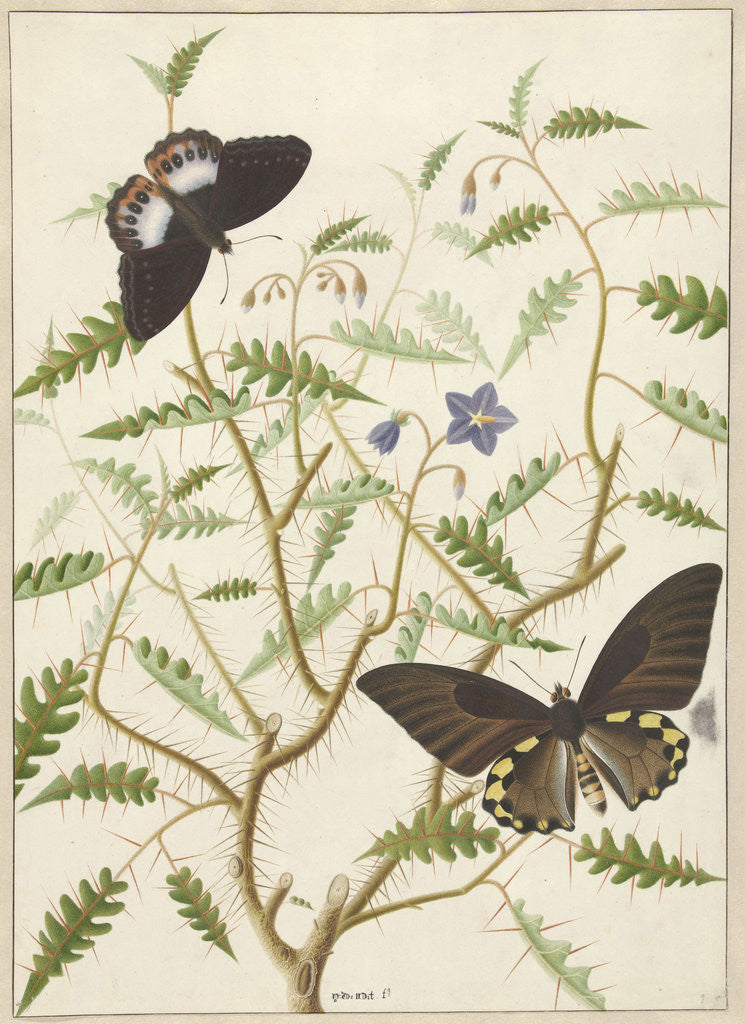 Detail of Two Exotic Butterflies on a Blooming Bush by Hermanus de Wit