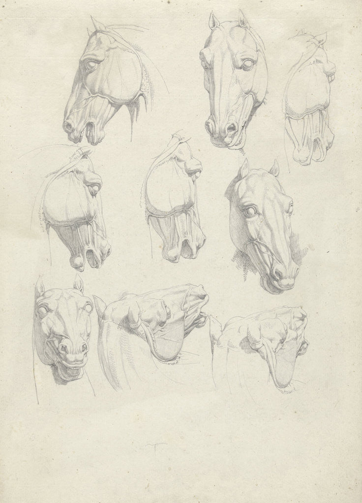 Detail of Nine anatomical studies of a horse head by Hendrik Voogd