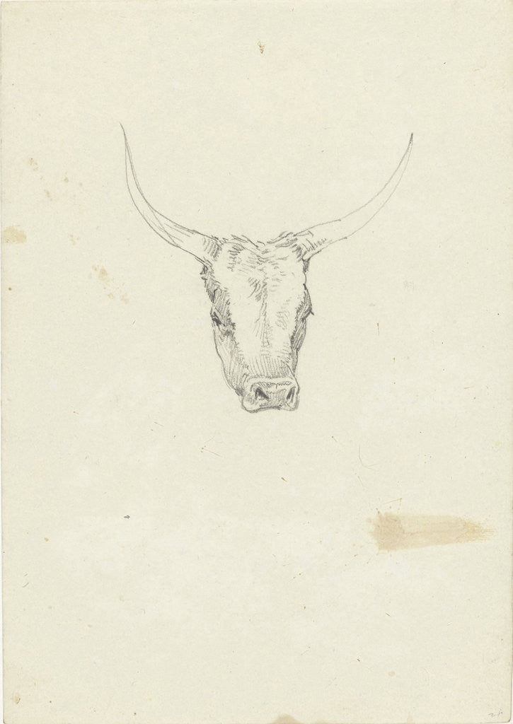 Detail of Bovine head by Hendrik Voogd
